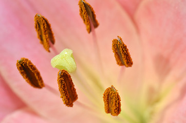 Image showing Beautiful lily growing in garden