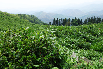 Image showing Beautiful fresh green tea plantation 
