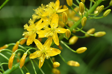 Image showing Bulbine natalensis also known with common name Bulbine