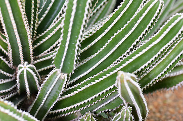 Image showing Cactus planted in a botanical garden