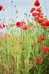 Image showing Tender shot of red poppies