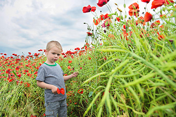 Image showing Small boy in field with red poppies