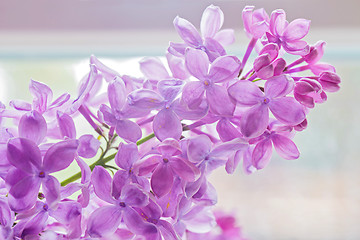 Image showing Close-up of beautiful lilac