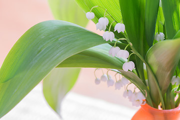 Image showing Bouquet of lily of the Valley