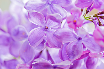 Image showing Macro shot of lilac