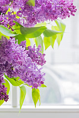 Image showing Close-up of lilac