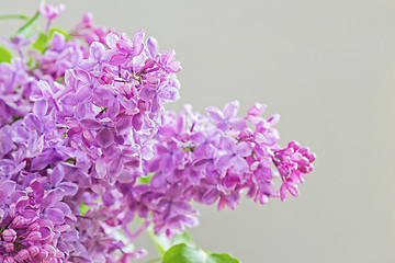 Image showing Close-up of lilac