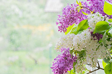 Image showing Macro shot of lilac bouquet