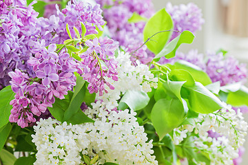 Image showing Close-up of lilac