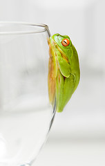 Image showing green tree frog on glass