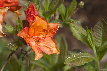 Image showing azalea