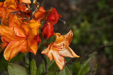 Image showing orange azalea
