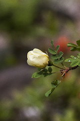 Image showing rosebud