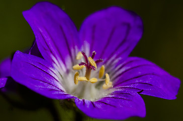 Image showing wood cranesbill