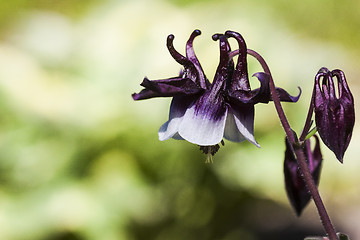 Image showing columbine