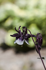 Image showing columbine