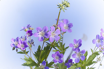 Image showing woodland geranium