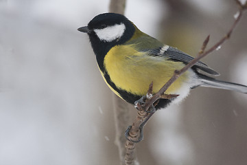 Image showing great tit