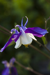 Image showing granny´s bonnet