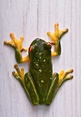 Image showing green tree frog