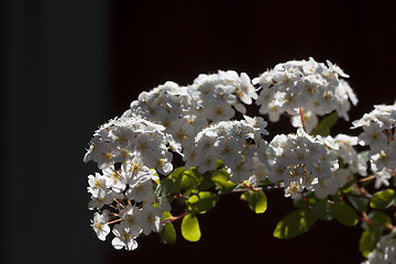 Image showing spirea