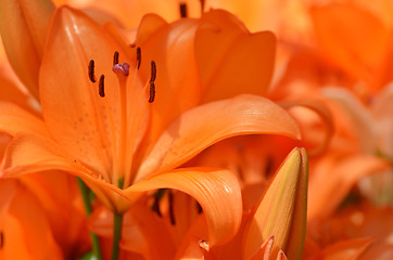 Image showing Beautiful lily growing in garden