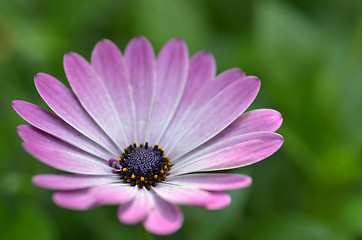Image showing Beautiful purple daisy