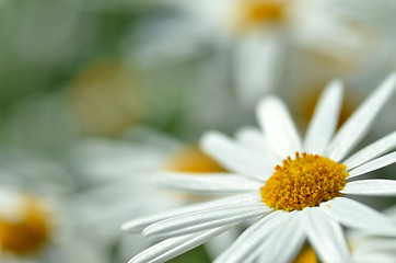 Image showing White chamomile flower macro