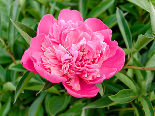 Image showing Pink  Peony 