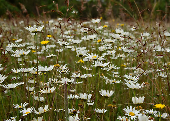 Image showing field of flowers