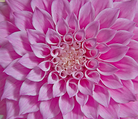 Image showing pink dahlia flower