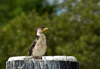 Image showing little pied cormorant