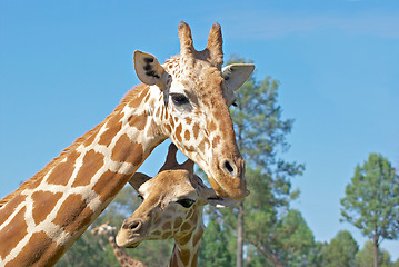 Image showing mother and baby giraffe