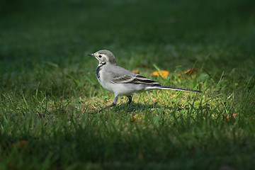 Image showing Wagtail