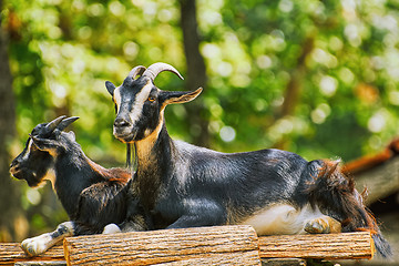 Image showing Goats on the Stack of Wood