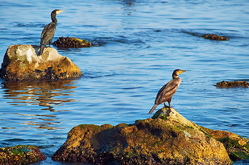 Image showing Cormorants on the Stones