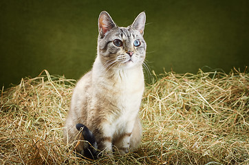 Image showing Cat in the Hay