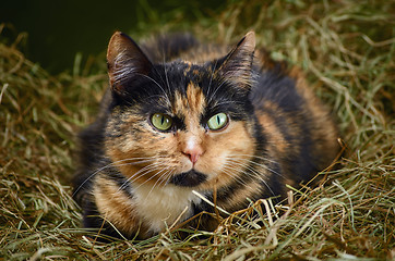 Image showing Cat in the Hay