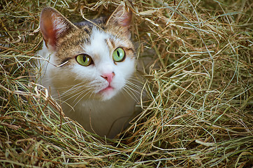 Image showing Cat in the Hay