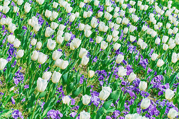 Image showing Field of Tulips