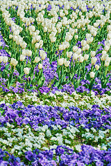 Image showing Field of Tulips