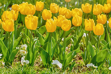 Image showing Flower Bed of Yellow Tulips