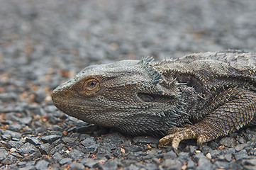 Image showing bearded dragon