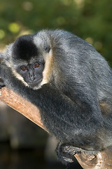 Image showing white handed gibbon