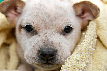 Image showing fox terrier