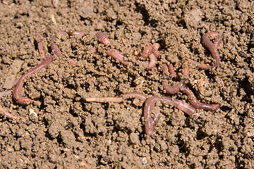 Image showing composting worms