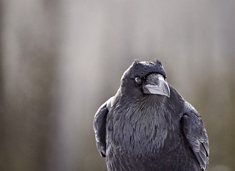 Image showing Raven in Winter