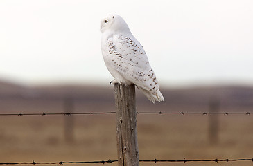 Image showing Snowy Owl on Fence Post