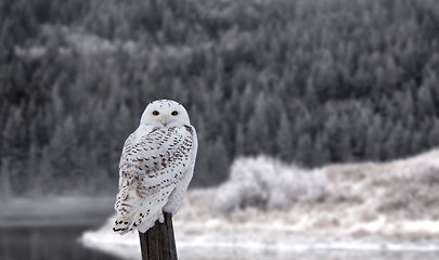 Image showing Snowy Owl on Fence Post