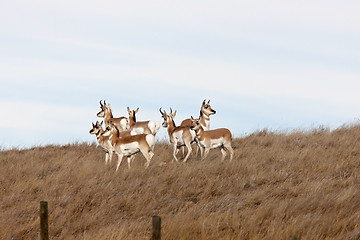 Image showing Pronghorn Antelope